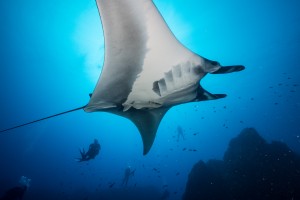 Manta bottom